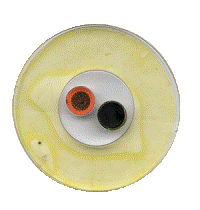 XLure RTU Multi-Species Floor Trap Insert device