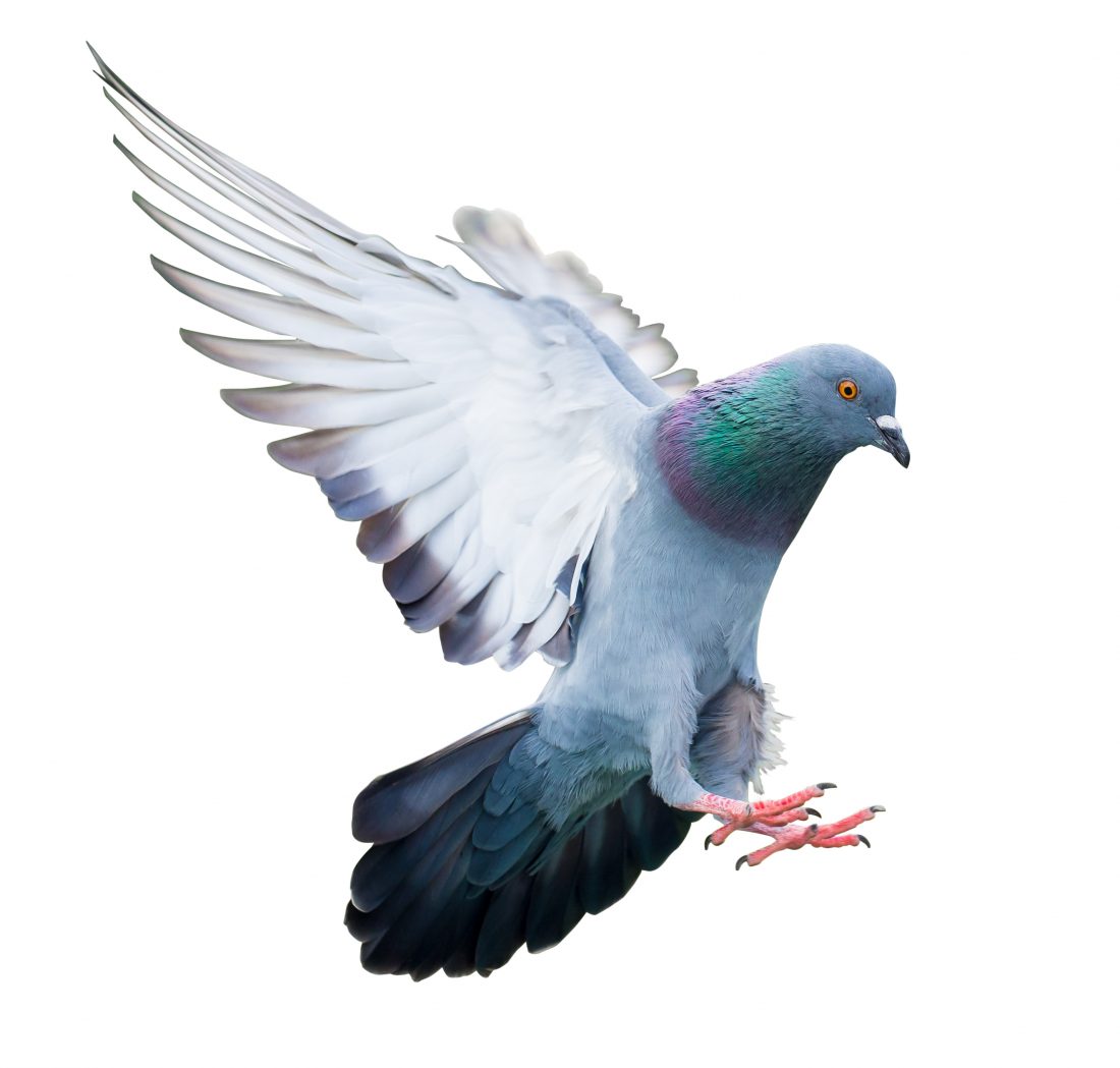 Bird Control Bird Control
