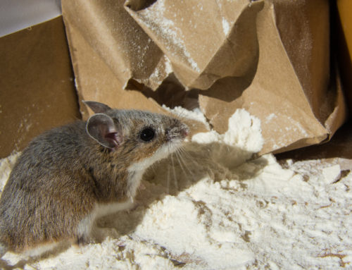 4 Tips for Keeping Your Facility Rodent Free